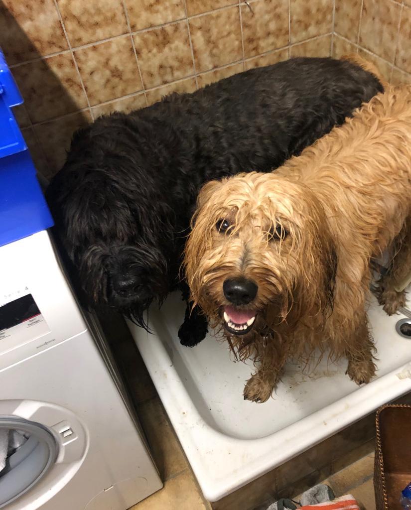 Wäller von der Straubenhalde